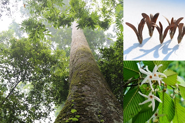 GỖ CHÒ CHỈ LÀ LOẠI GỖ GÌ? ỨNG DỤNG CỦA GỖ CHÒ CHỈ TRONG NỘI THẤT