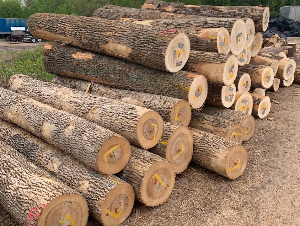 ph&acirc;n biệt c&aacute;c loại gỗ sồi