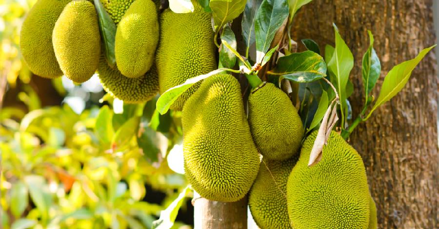 Cây mít - Gỗ mít - triển vọng tương lai - ứng dụng vào cuộc sống