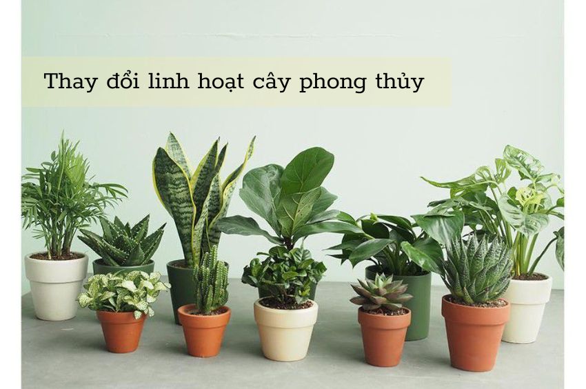 Thay đổi linh hoạt c&acirc;y phong thủy