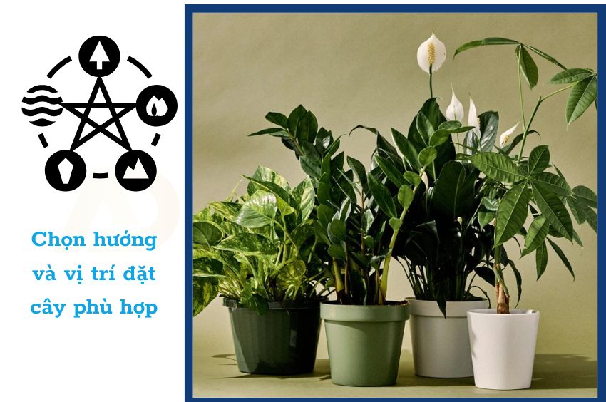 Chọn hướng v&agrave; vị tr&iacute; đặt c&acirc;y ph&ugrave; hợp