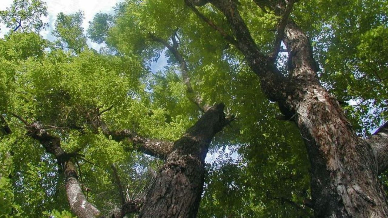 C&acirc;y gỗ xoan đ&agrave;o c&oacute; tốc độ sinh trưởng nhanh