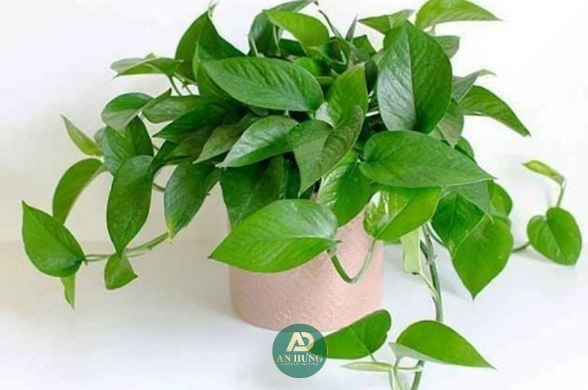 c&acirc;y trầu b&agrave;
