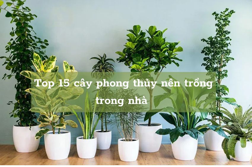 Top 15 loại cây trồng trong nhà đem đến tài lộc và sức khỏe