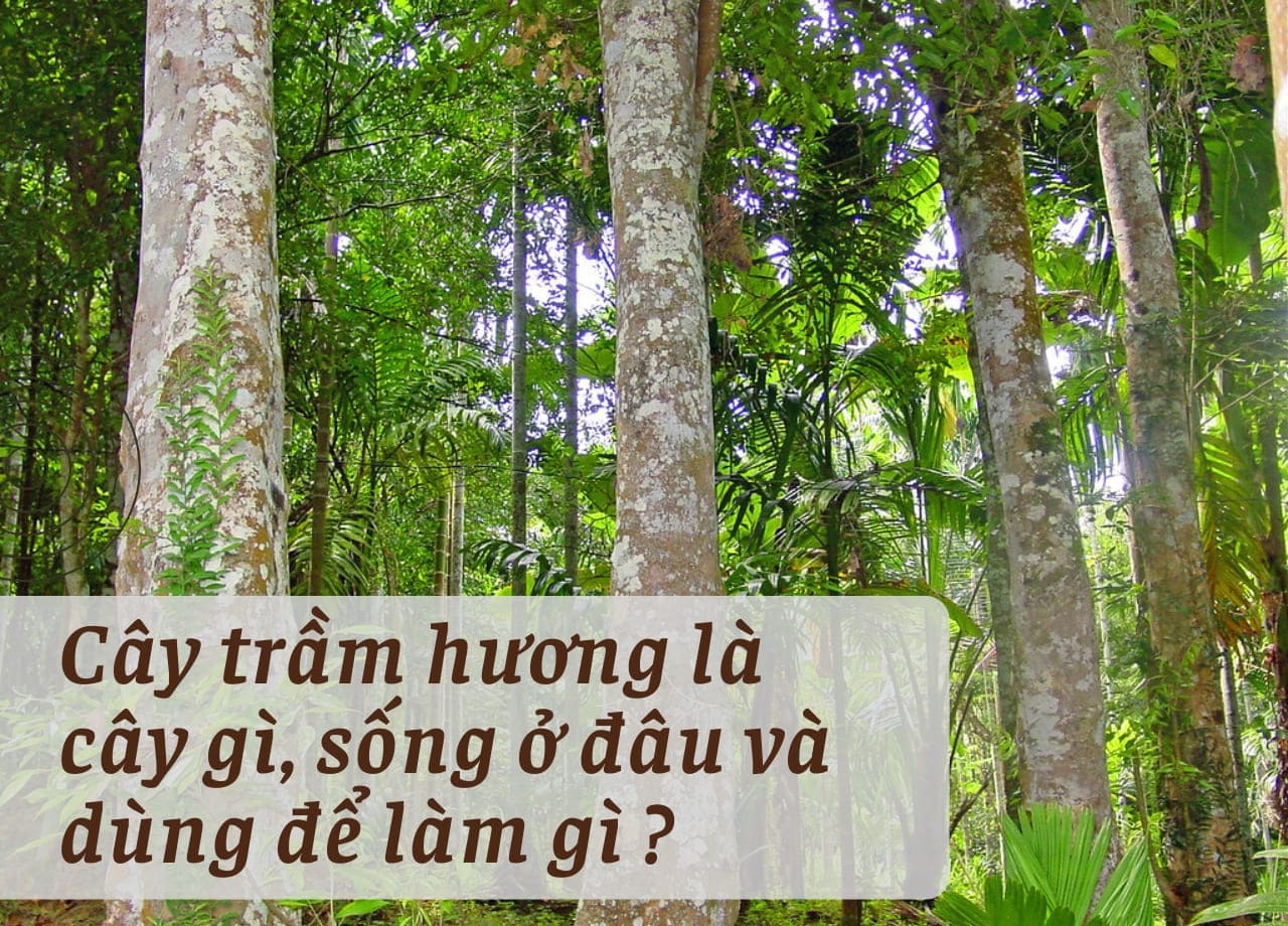CÂY TRẦM HƯƠNG LÀ CÂY GÌ, SỐNG Ở ĐÂU VÀ DÙNG ĐỂ LÀM GÌ ?