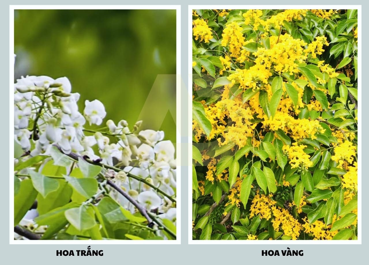 mẫu 3