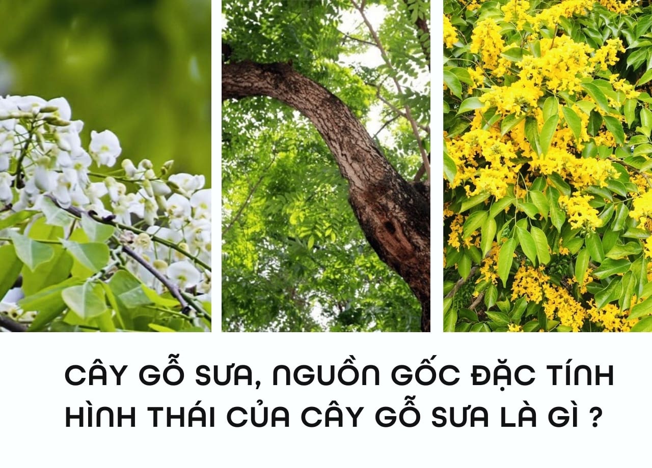 Cây gỗ sưa, nguồn gốc đặc tính hình thái của cây gỗ sưa là gì ?