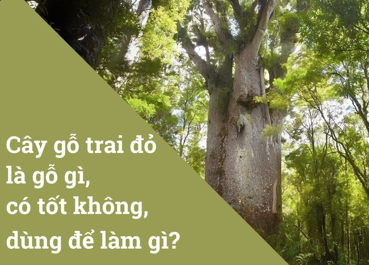 Cây gỗ trai đỏ là gỗ gì, có tốt không, dùng để làm gì?