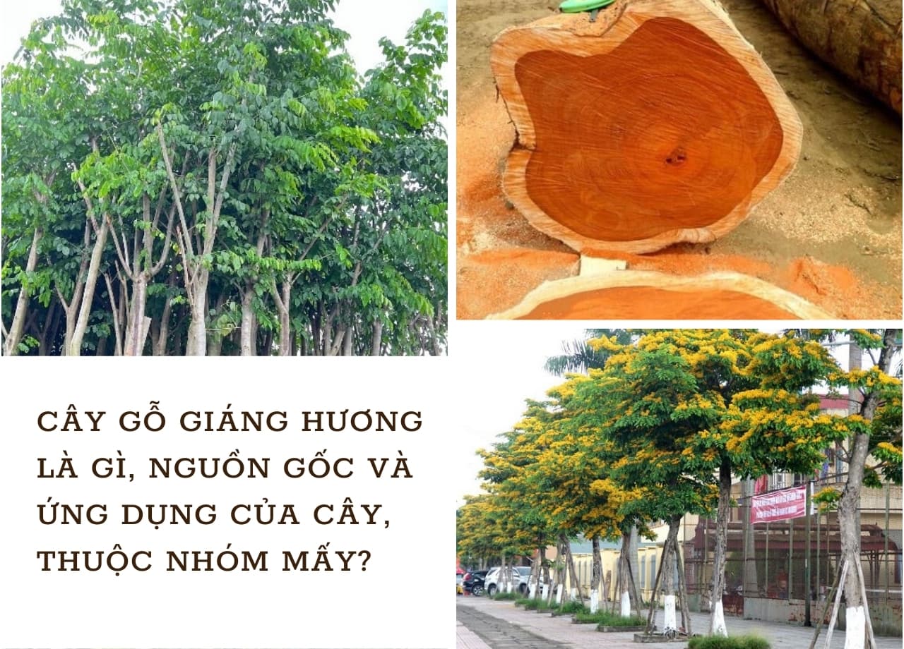 Cây gỗ giáng hương là gì, nguồn gốc và ứng dụng của cây, thuộc nhóm mấy?
