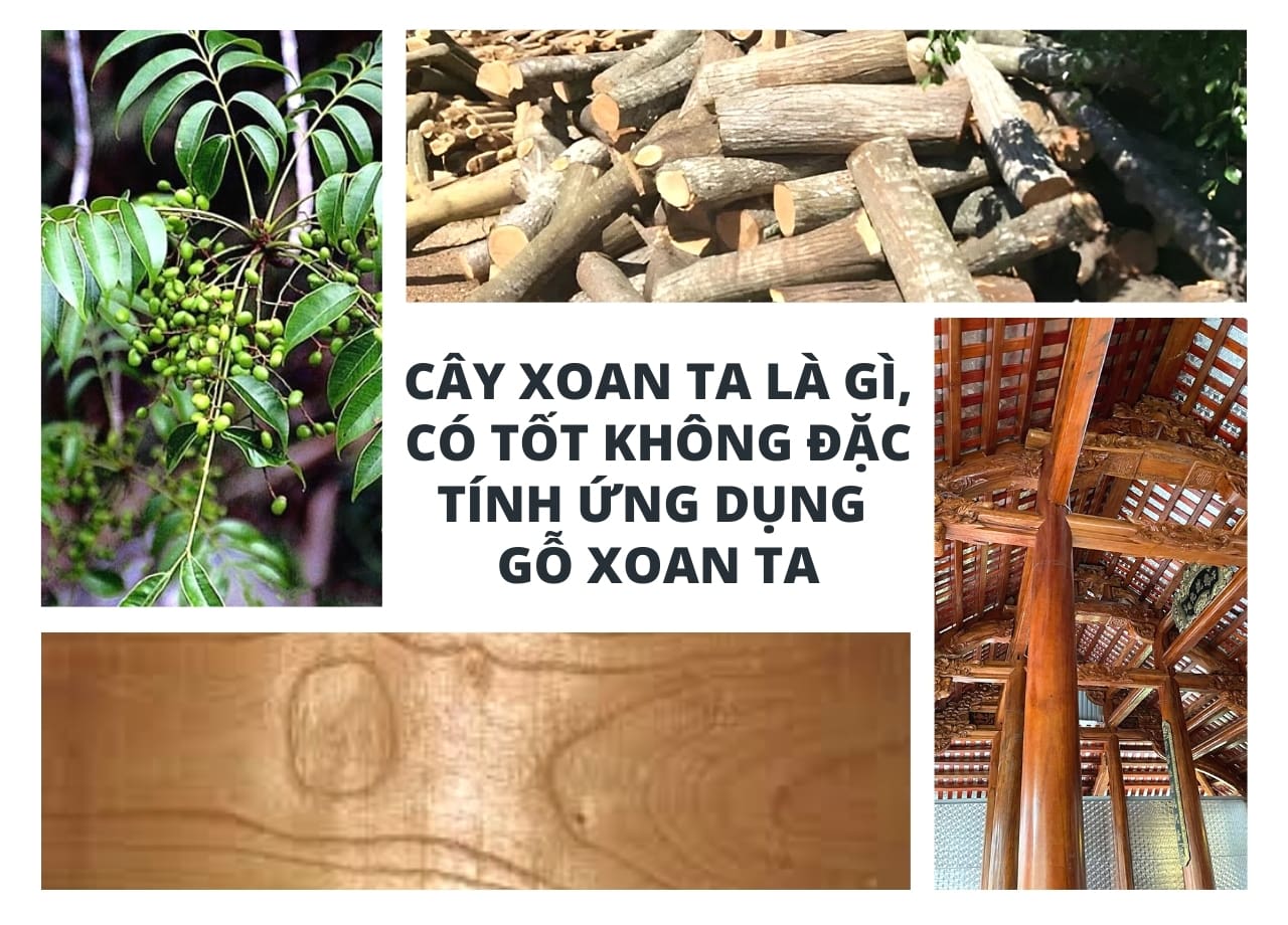Cây xoan ta là gì, có tốt không đặc tính ứng dụng gỗ xoan ta