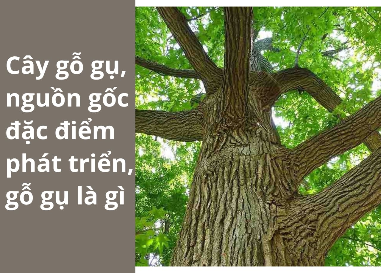 Cây gỗ gụ, nguồn gốc đặc điểm phát triển, gỗ gụ là gì