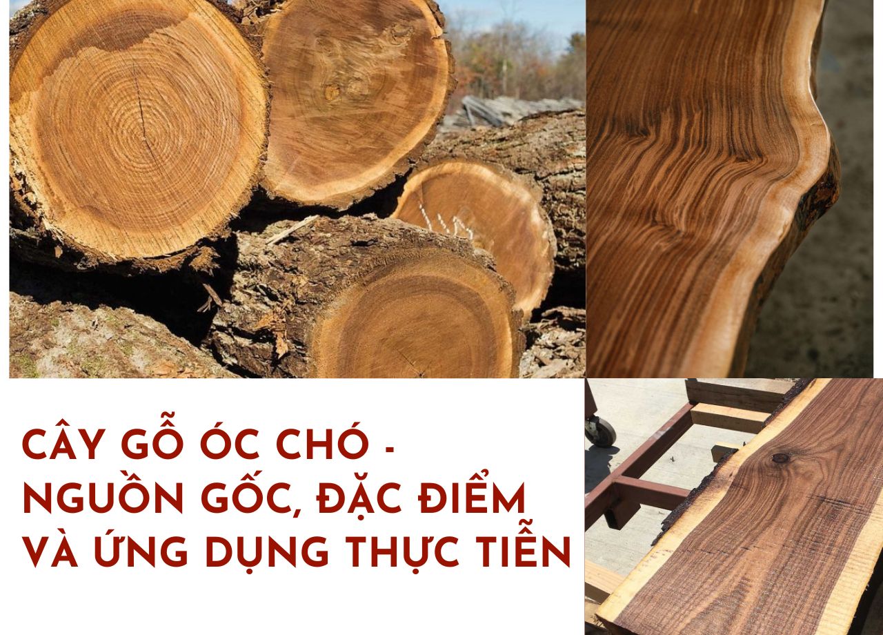 CÂY GỖ ÓC CHÓ - NGUỒN GỐC, ĐẶC ĐIỂM VÀ ỨNG DỤNG THỰC TIỄN