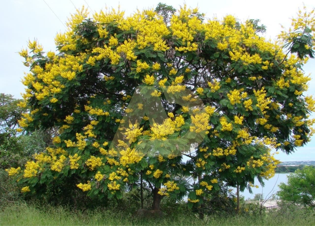 mẫu 4