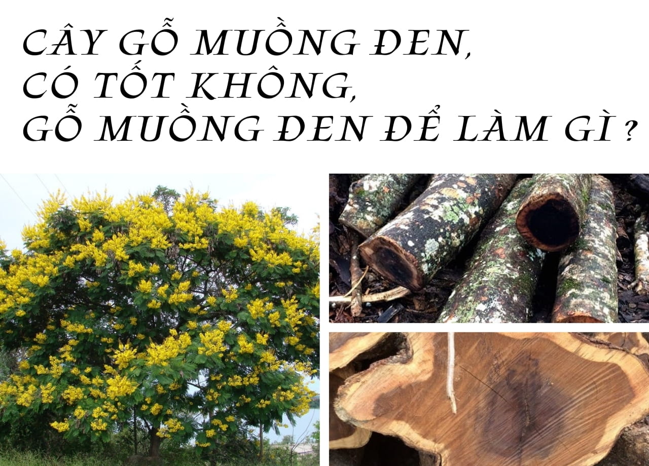 Cây gỗ muồng đen, có tốt không, gỗ muồng đen để làm gì ?