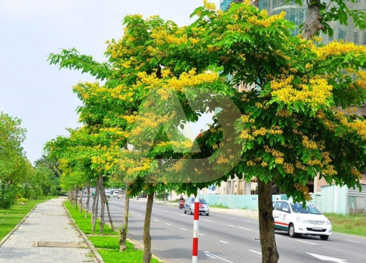mẫu 16