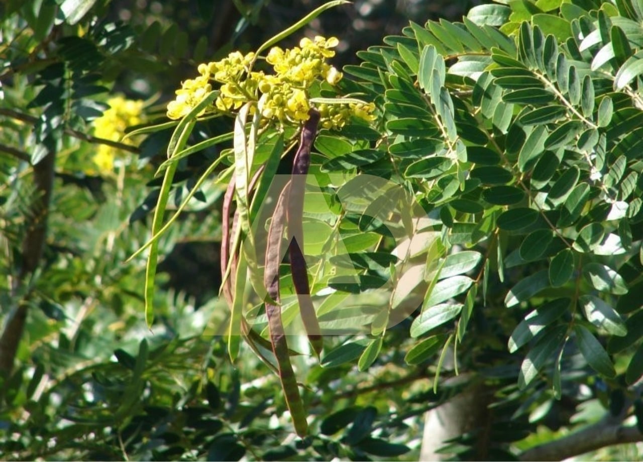 mẫu 3