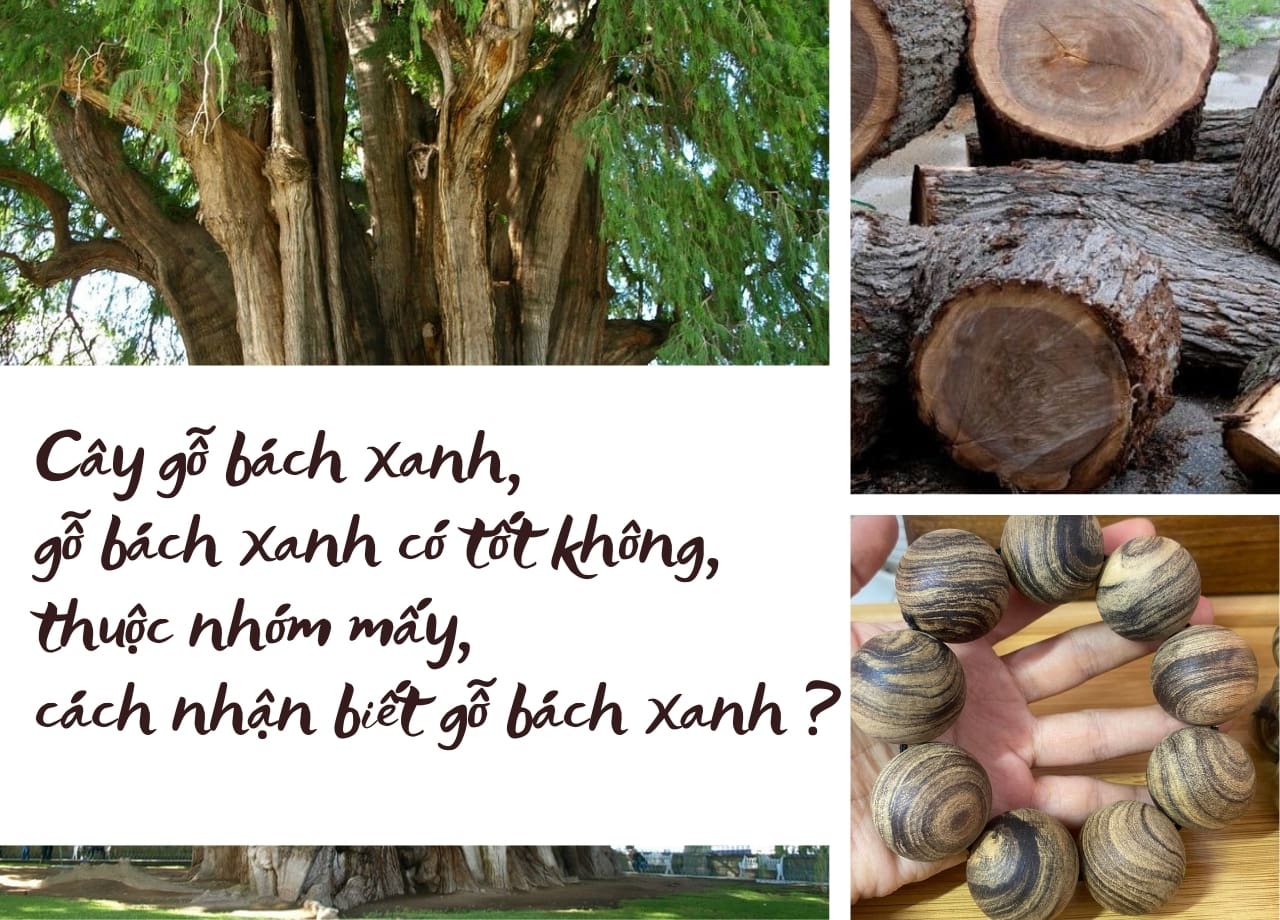 Cây gỗ bách xanh, gỗ bách xanh có tốt không, thuộc nhóm mấy, cách nhận biết gỗ bách xanh ?