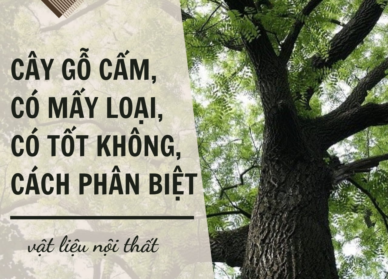 Cây gỗ cẩm, có mấy loại, có tốt không, cách phân biệt