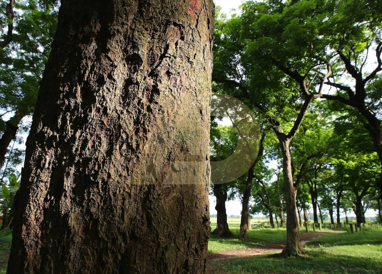 mẫu 2