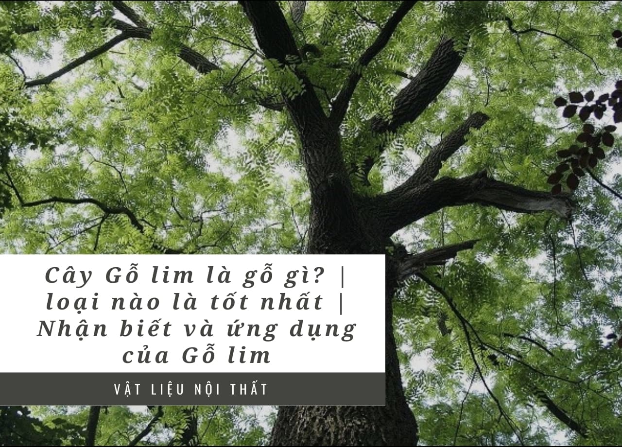 Cây Gỗ lim là gỗ gì? | loại nào là tốt nhất | Nhận biết và ứng dụng của Gỗ lim