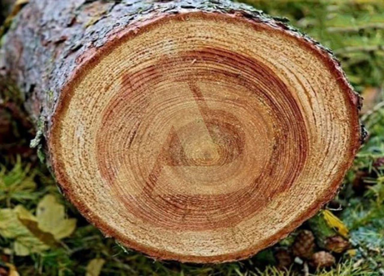 mẫu 3
