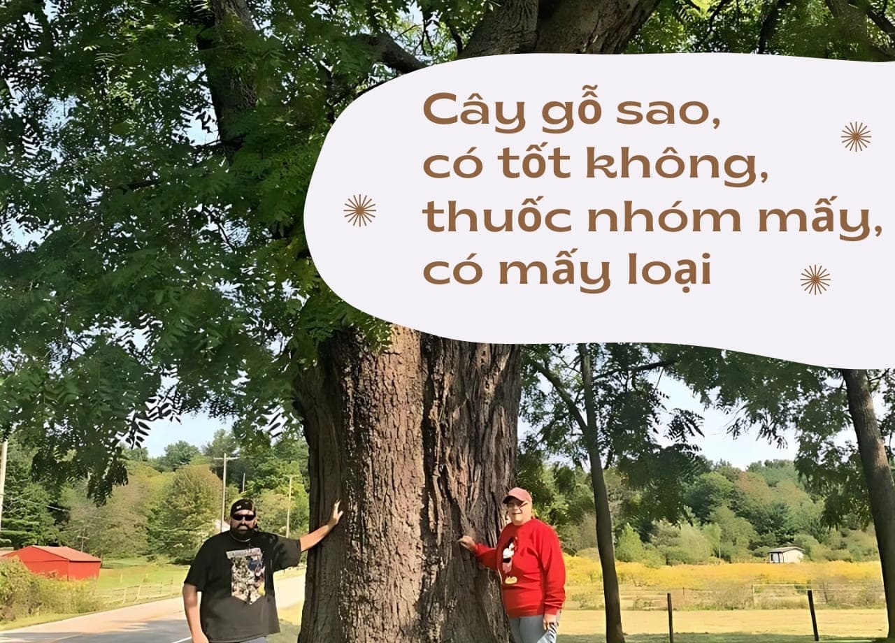 Cây gỗ sao, có tốt không, thuốc nhóm mấy, có mấy loại