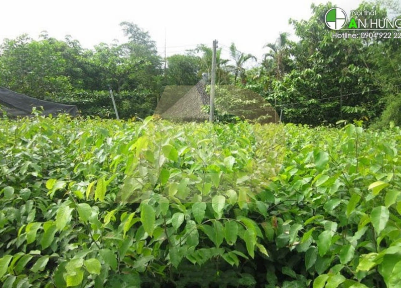 mẫu 5