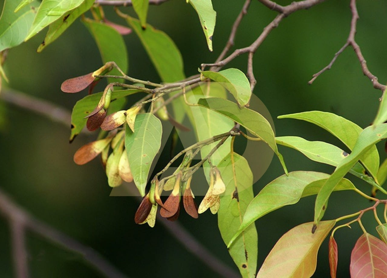 mẫu 2