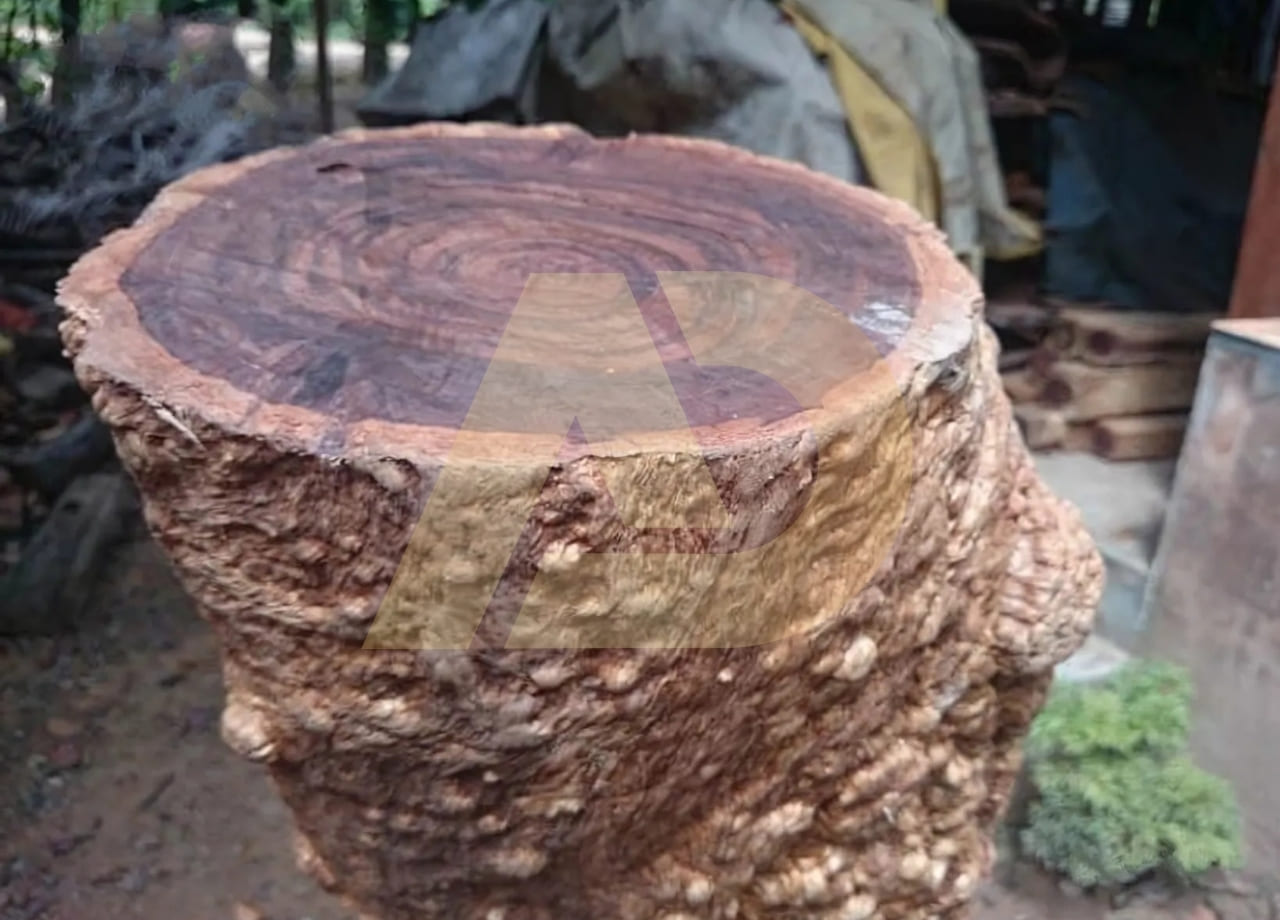 mẫu 6