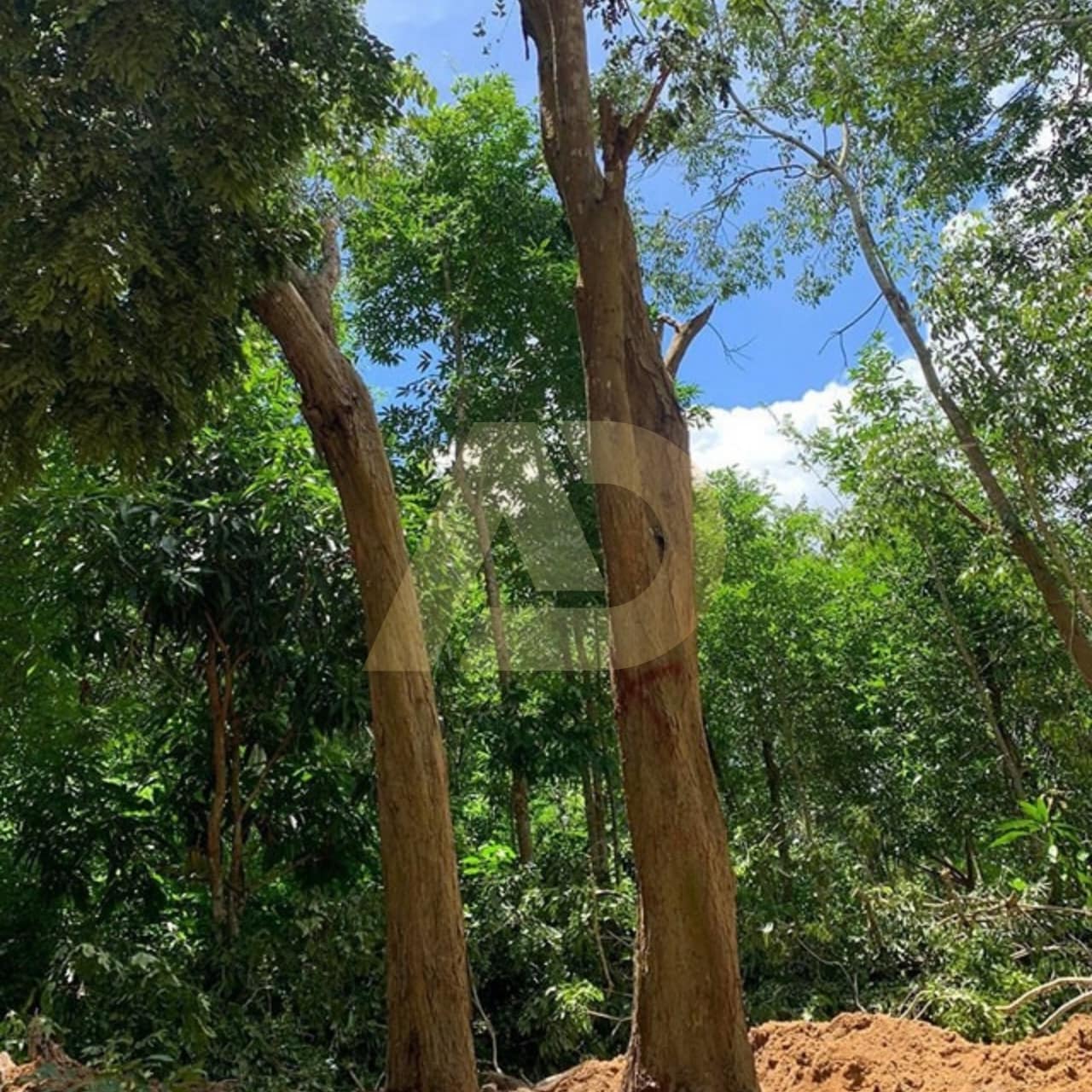 mẫu 8