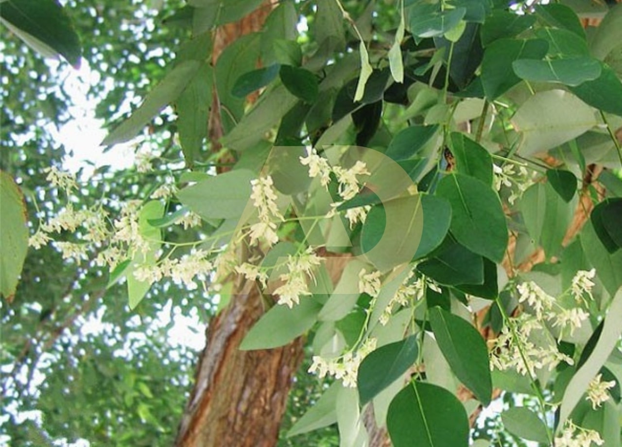 mẫu 4