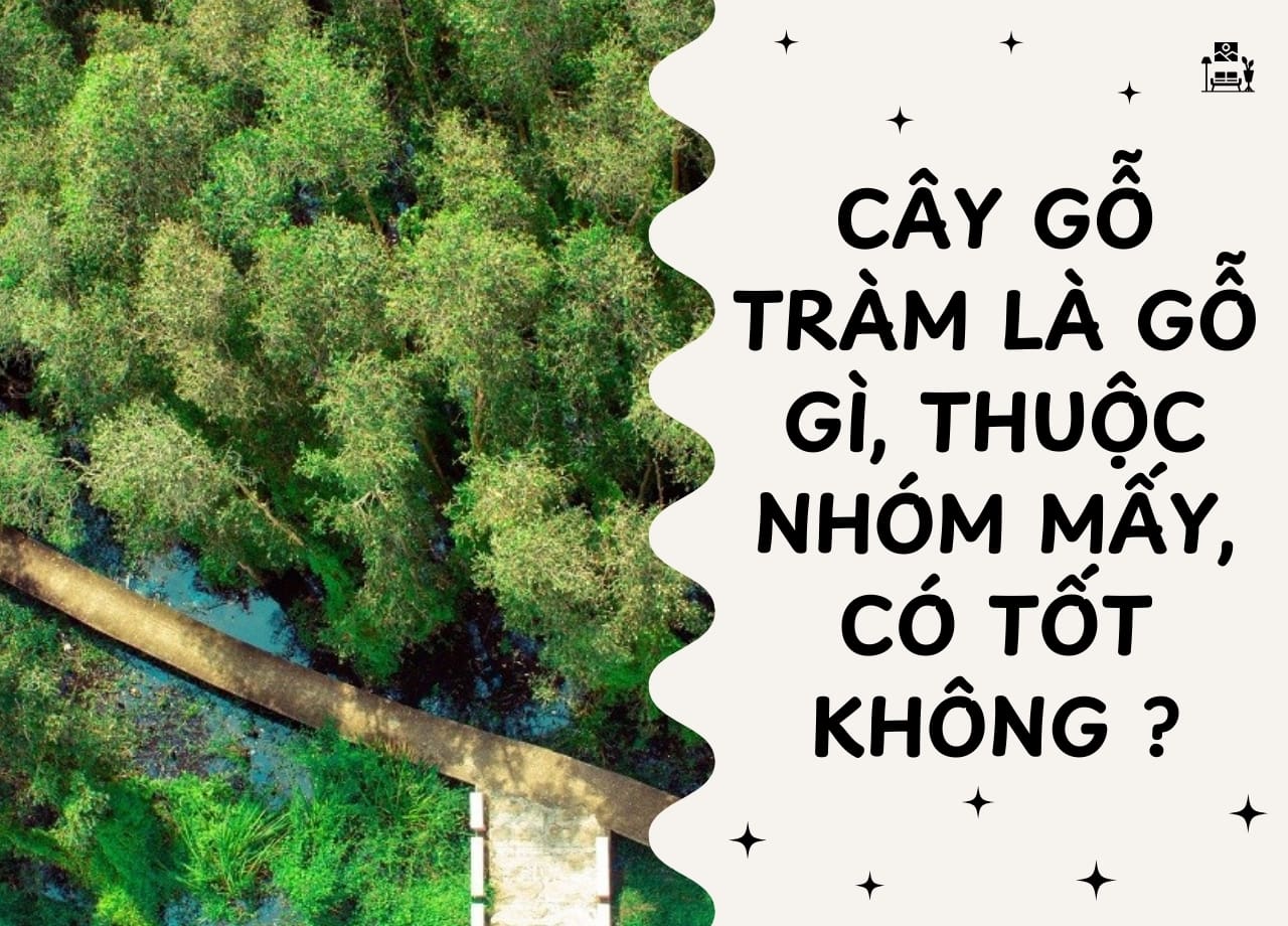 Cây gỗ tràm là gỗ gì, thuộc nhóm mấy, có tốt không ?