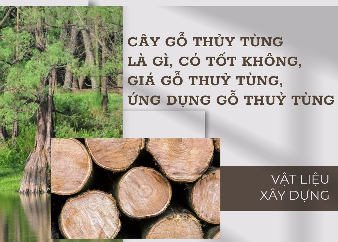 Cây gỗ thủy tùng là gì, có tốt không, giá gỗ thuỷ tùng, ứng dụng gỗ thuỷ tùng
