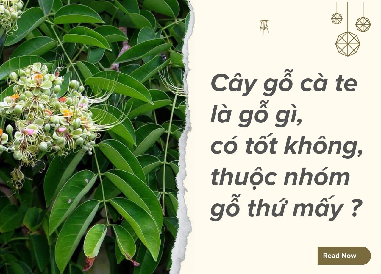 Cây gỗ cà te là gỗ gì, có tốt không, thuộc nhóm gỗ thứ mấy?