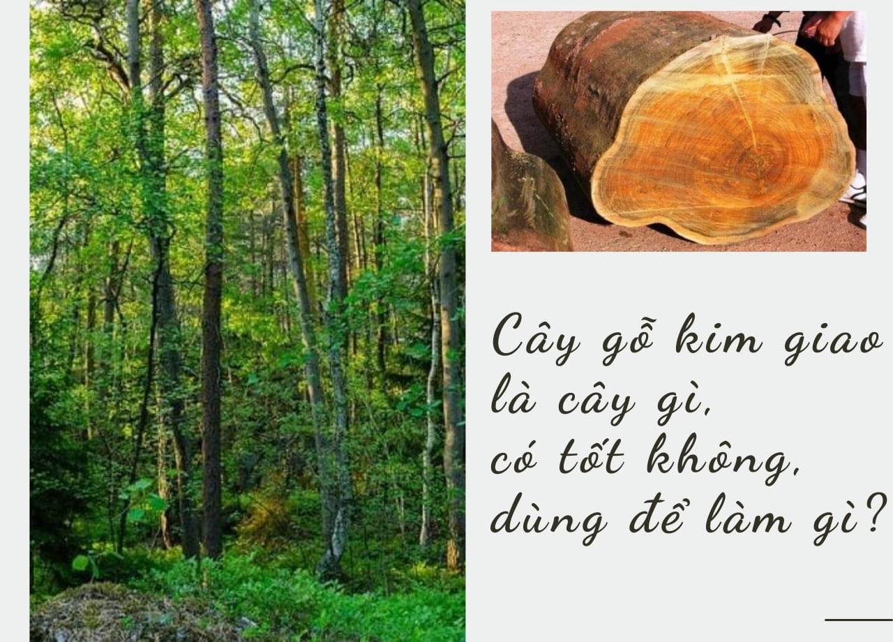 Cây gỗ kim giao là cây gì, có tốt không, dùng để làm gì?
