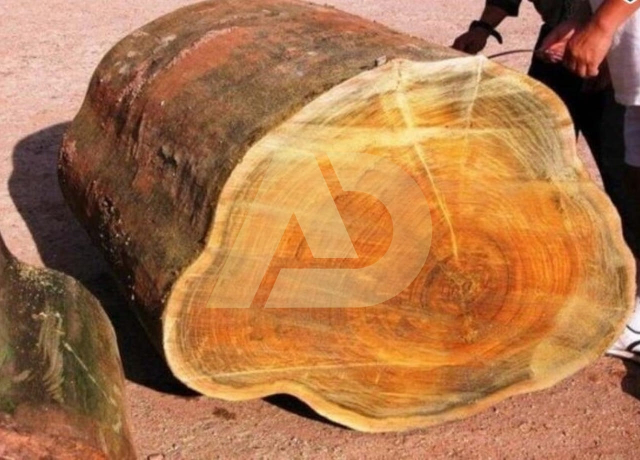 mẫu 4