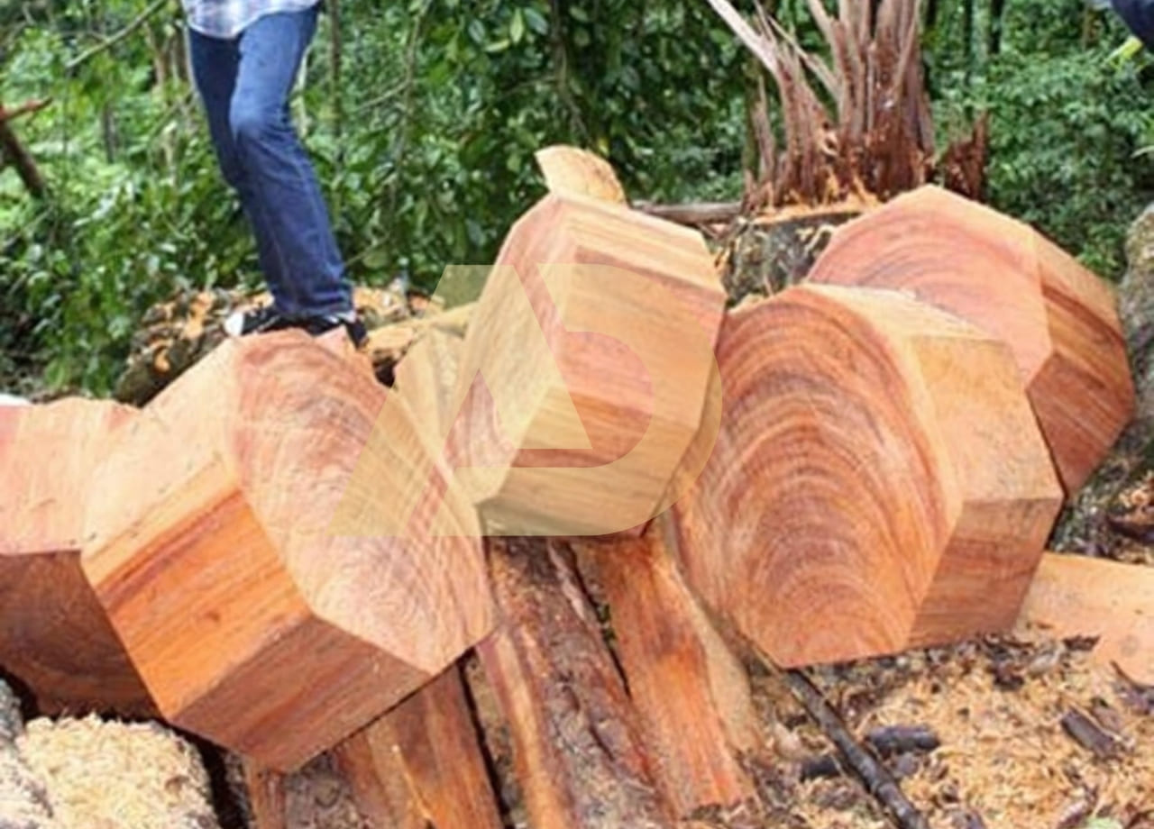 mẫu 10