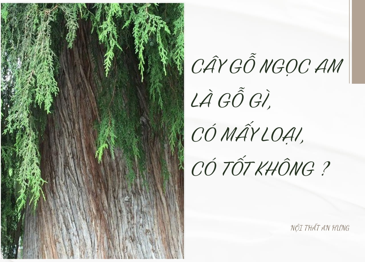 Cây gỗ ngọc am là gỗ gì, có mấy loại, có tốt không