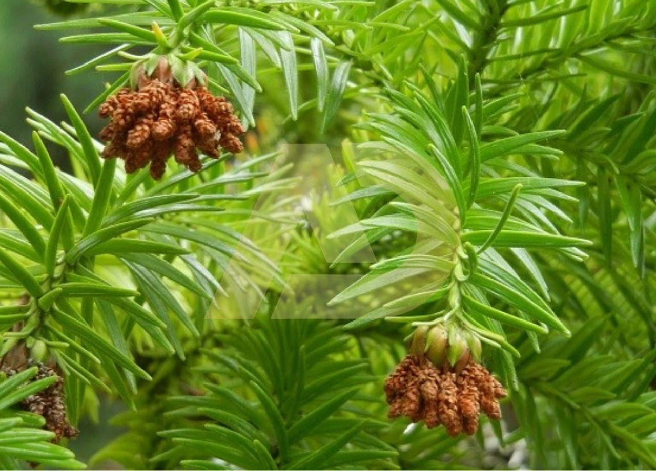 mẫu 3
