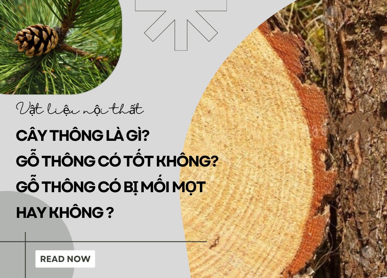 Cây Thông Là Gì? Gỗ Thông Có Tốt Không? Gỗ Thông Có Bị Mối Mọt Hay Không?