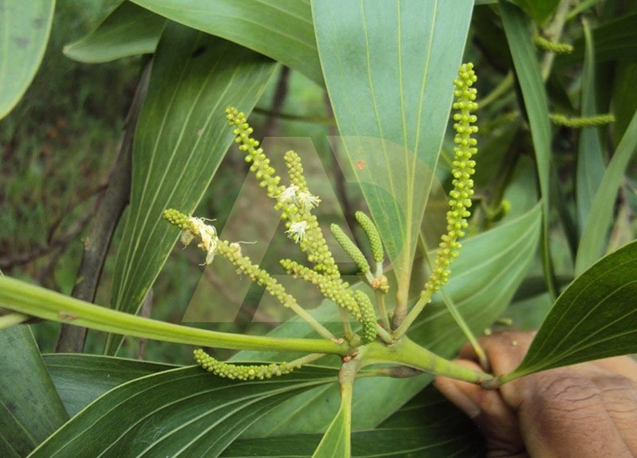 mẫu 6