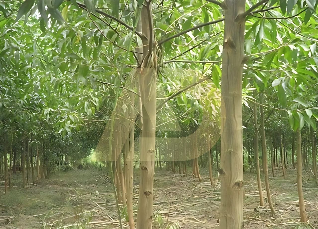 mẫu 3