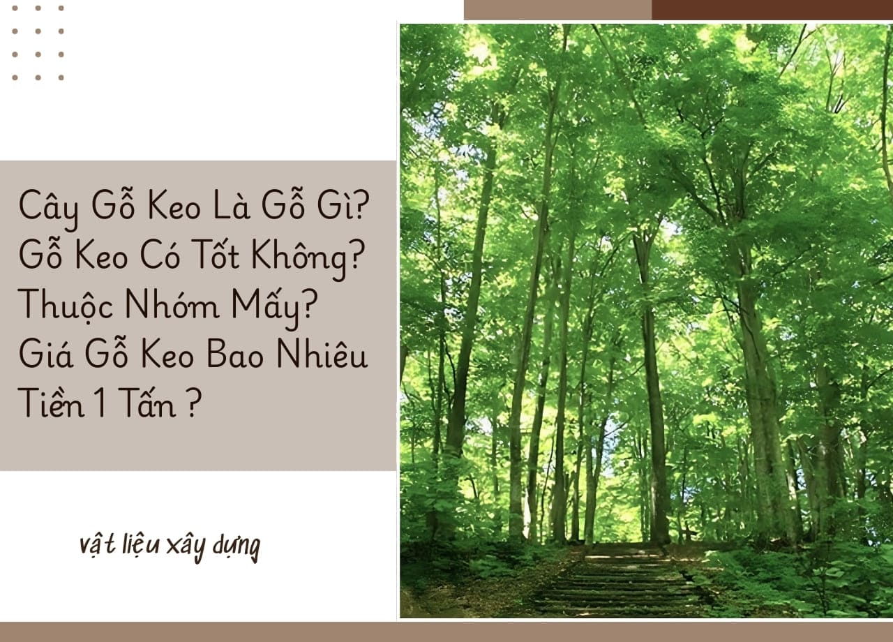 Cây Gỗ Keo Là Gỗ Gì? Gỗ Keo Có Tốt Không? Thuộc Nhóm Mấy? Giá Gỗ Keo Bao Nhiêu Tiền 1 Tấn?