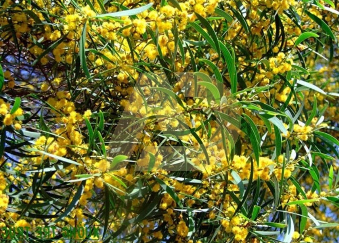 mẫu 5