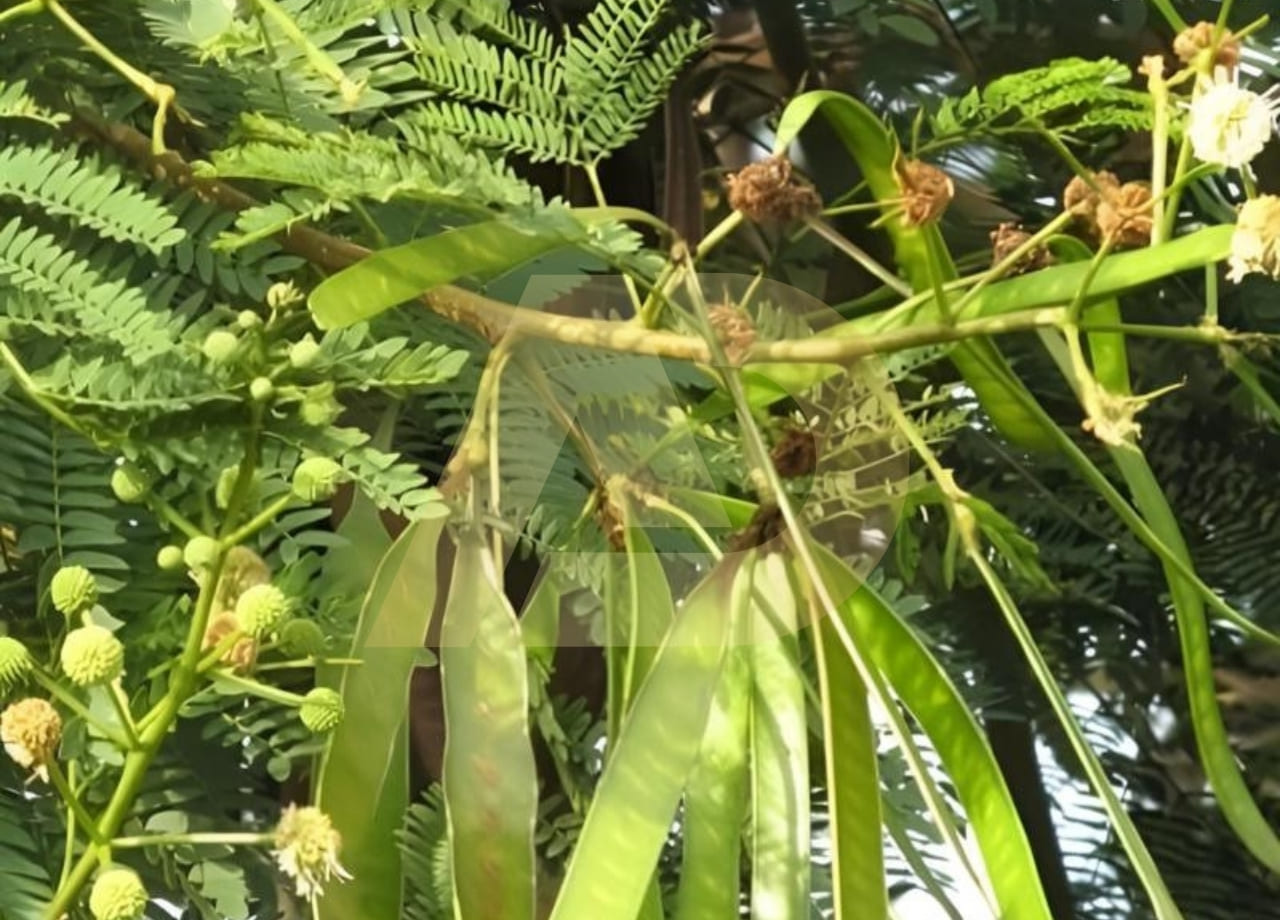 mẫu 4
