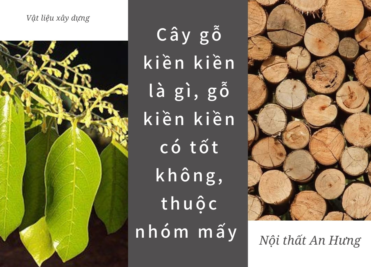 Cây gỗ kiền kiền là gì, gỗ kiền kiền có tốt không thuộc nhóm mấy ?