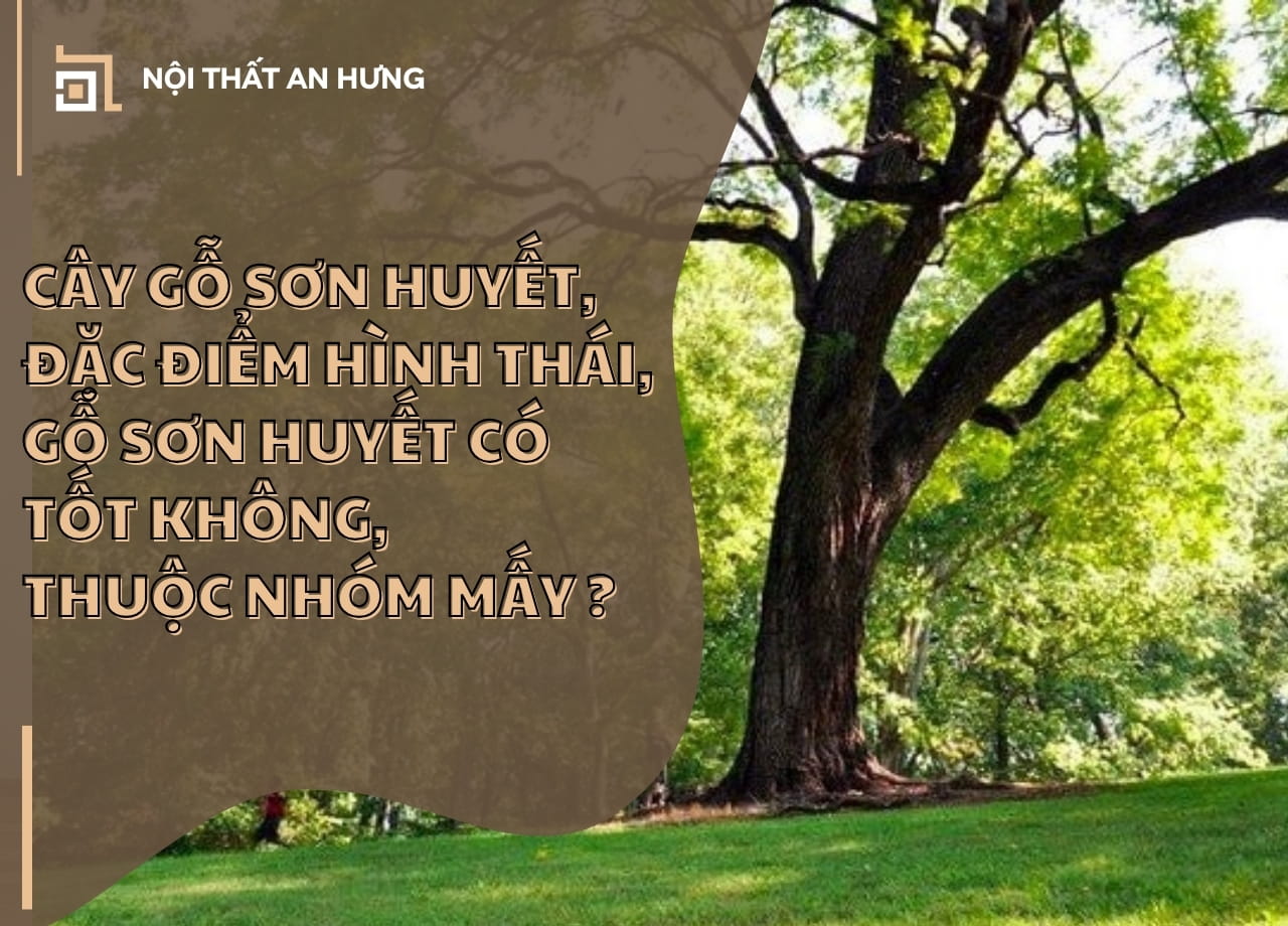 Cây gỗ sơn huyết, đặc điểm hình thái, gỗ sơn huyết có tốt không, thuộc nhóm mấy ?