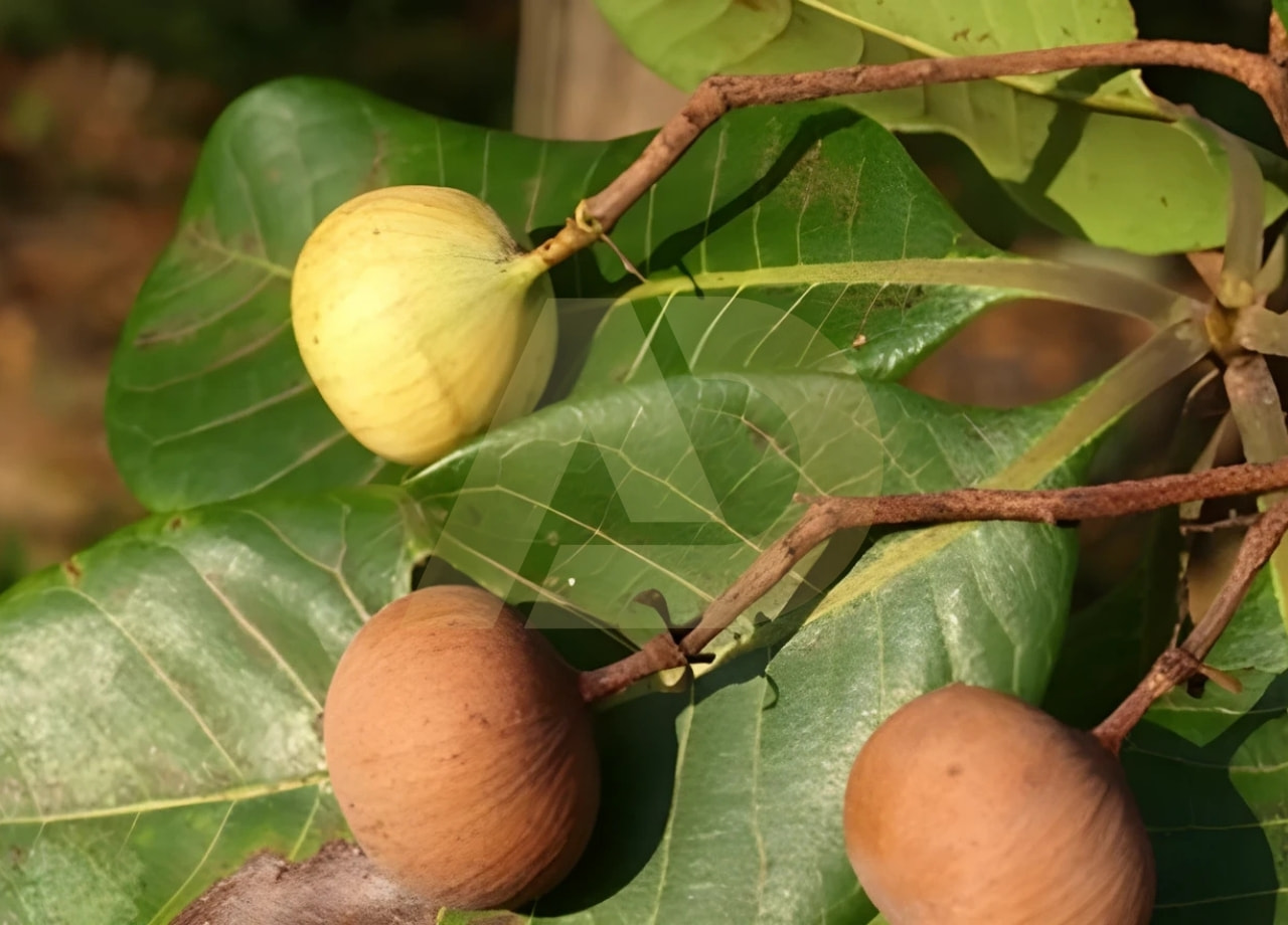 mẫu 3