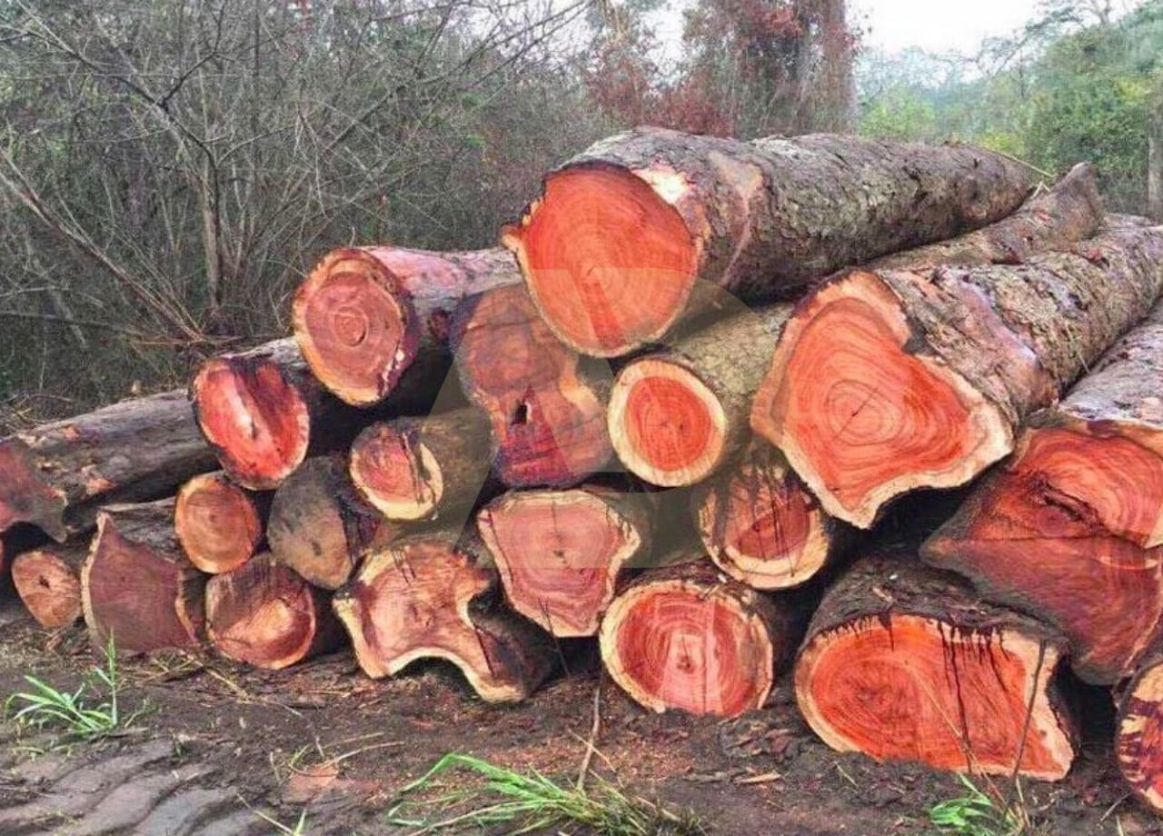 mẫu 2