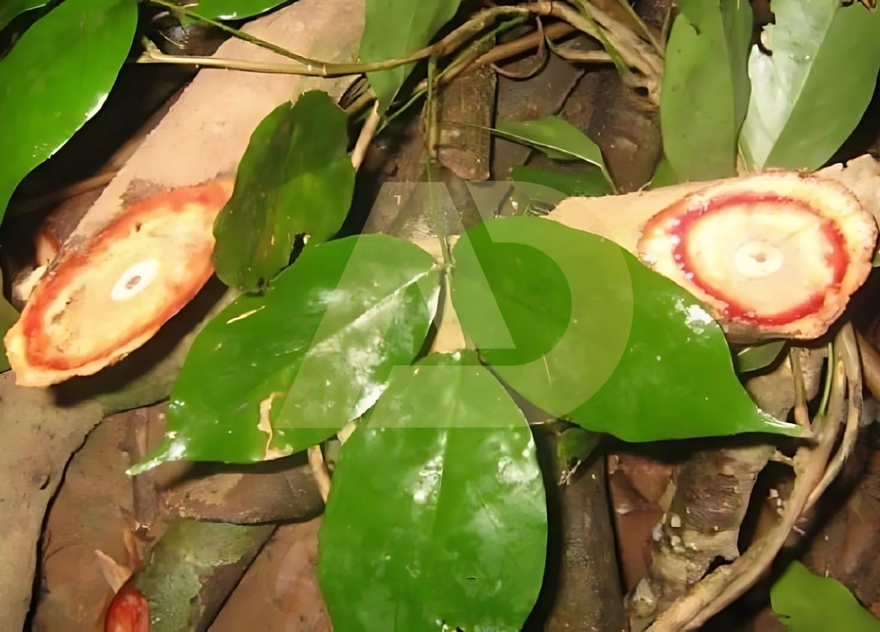 mẫu 17